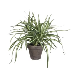 PLANTA DRACAENA