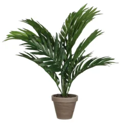 PALMERA ARECA