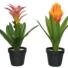 Planta BROMELIA 40cm Colores Surtidos