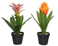 Planta BROMELIA 40cm Colores Surtidos